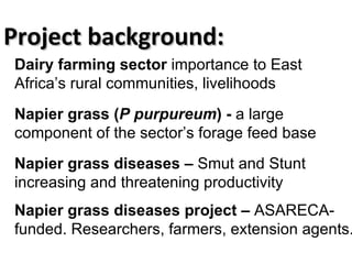 Planning for and monitoring outcomes in action-research Projects: The Napier grass diseases project