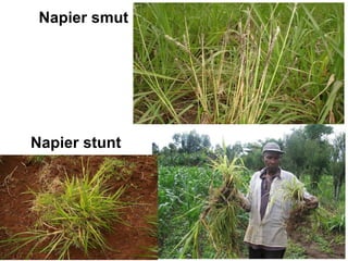 Planning for and monitoring outcomes in action-research Projects: The Napier grass diseases project