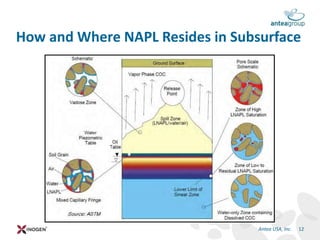 How and Where NAPL Resides in Subsurface
Antea USA, Inc. 12
 