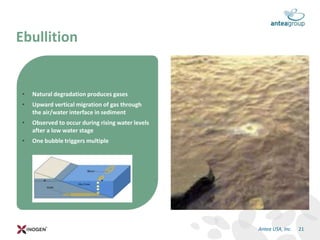 • Natural degradation produces gases
• Upward vertical migration of gas through
the air/water interface in sediment
• Observed to occur during rising water levels
after a low water stage
• One bubble triggers multiple
Ebullition
21Antea USA, Inc.
 