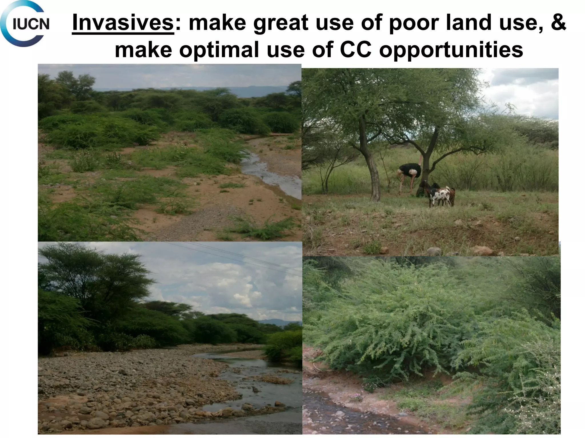Invasives: make great use of poor land use, &
make optimal use of CC opportunities
 