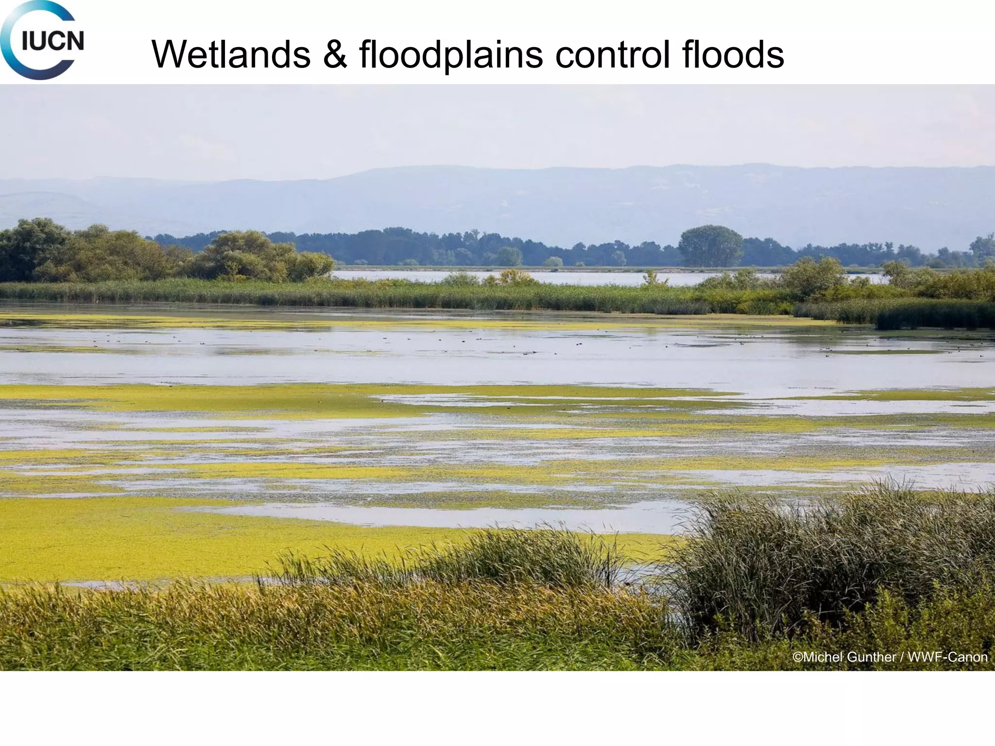 Mitigation: Wetlands &
floodplains control floods
©Michel Gunther / WWF-Canon
Wetlands & floodplains control floods
 