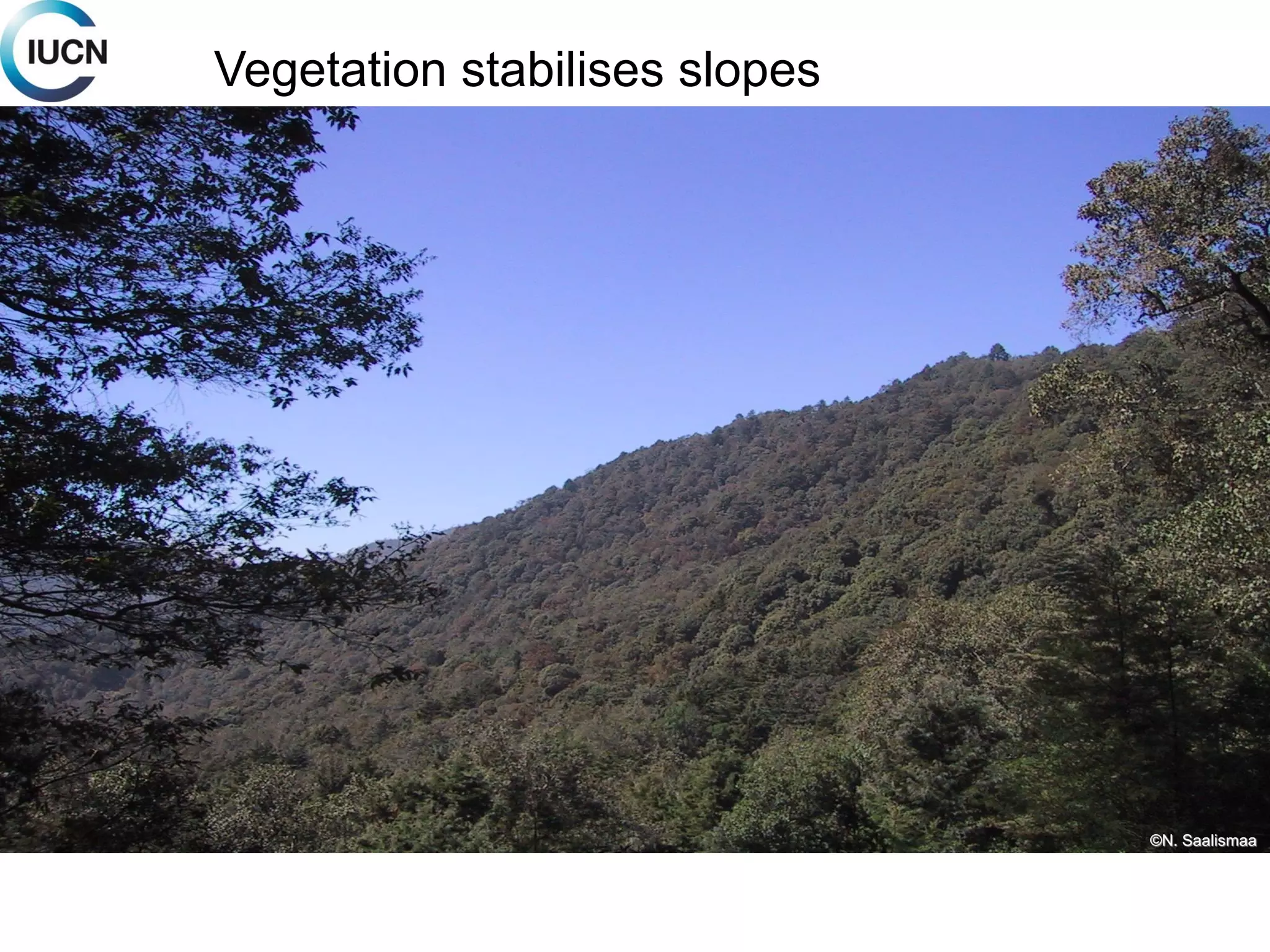 Mitigation: Vegetation
stabilises slopes
©N. Saalismaa
Vegetation stabilises slopes
 