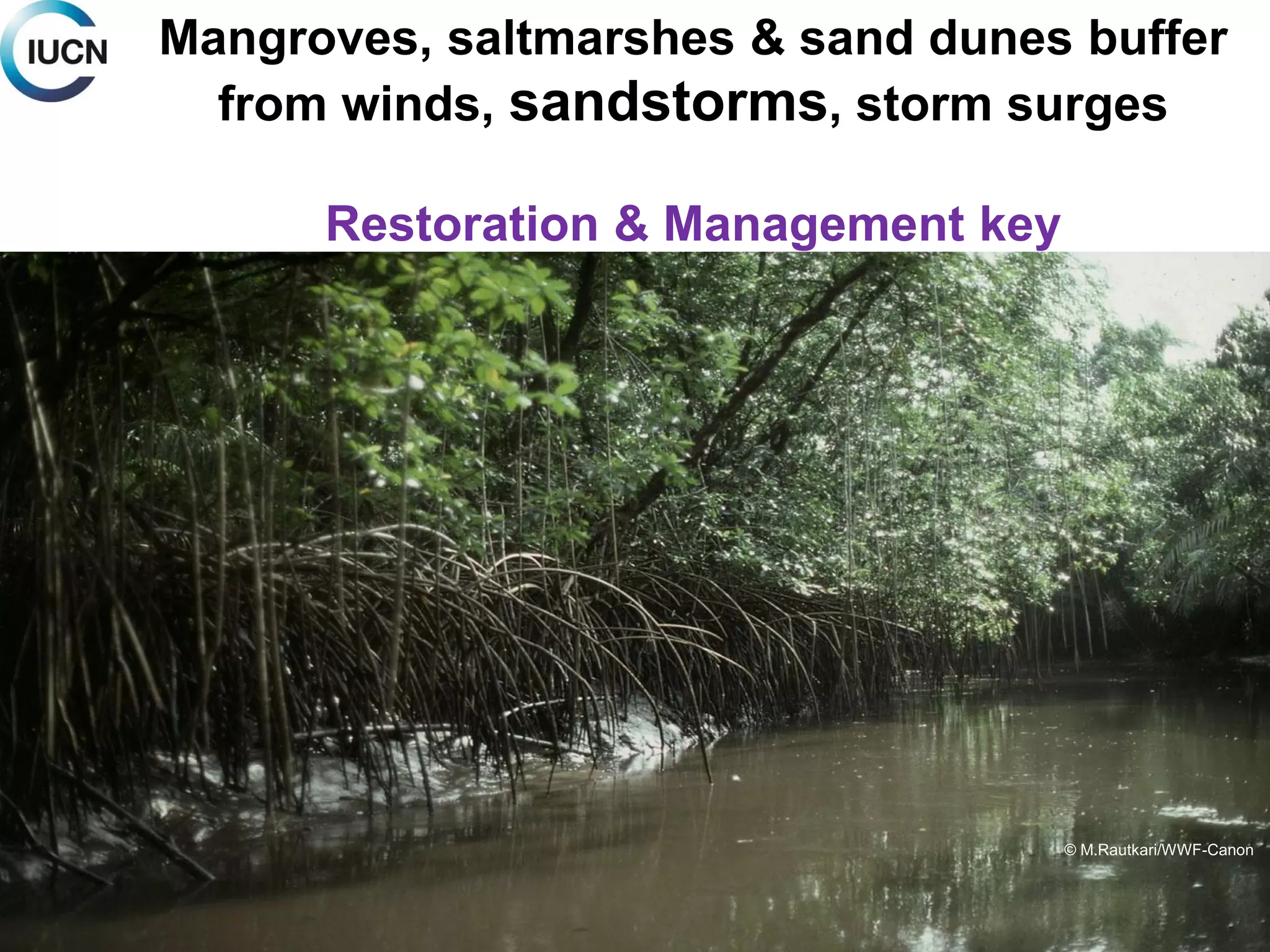 © UNEP© M.Rautkari/WWF-Canon
Mangroves, saltmarshes & sand dunes buffer
from winds, sandstorms, storm surges
Restoration & Management key
 