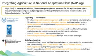 Supporting 11 countries to:
 Develop integrated adaptation approach and roadmap for national adaptation plans
 Strengthen gender-responsive adaptation planning for the agriculture sectors;
 Define a baseline on adaptation and improve evidence-based results in the
agriculture sector;
 Strengthen technical and institutional capacity on cost-benefit analysis, impact
evaluation, gender mainstreaming, and monitoring and evaluation;
 Identify climate finance for adaptation/GCF; and
 Enhance regional and global dialogues through peer-to-peer exchanges
Globally advocating:
 Integration of agriculture and food security in NAPs as instrument to for implementing
NDCs and achieving SDG 2 “Zero Hunger” and SDG 13 “Climate Action”;
 NAPs negotiation during UNFCCC sessions; and
 Country support in the UNFCCC work streams and with Expert Groups including on
regional trainings and outreach and knowledge sharing.
Integrating Agriculture in National Adaptation Plans (NAP-Ag)
Objective | To identify and address climate change adaptation measures for the agriculture sectors in
relevant national planning and budgeting processes through the formulation and implementation of a
National Adaptation Plan (NAP).
 