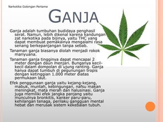 GANJA
Ganja adalah tumbuhan budidaya penghasil
serat. Namun, lebih dikenal karena kandungan
zat narkotika pada bijinya, yaitu THC yang
dapat membuat pemakainya mengalami rasa
senang berkepanjangan tanpa sebab.
Tanaman ganja biasanya diolah menjadi rokok
mariyuana.
Tanaman ganja tingginya dapat mencapai 2
meter dengan daun menjari. Bunganya kecil-
kecil dalam dompolan di ujung ranting. Ganja
hanya dapat tumbuh di pegunungan tropis
dengan ketinggian 1.000 meter diatas
permukaan laut.
Efek penggunaan ganja yaitu kejang-kejang,
mabuk, muntah, kebingungan, nafsu makan
meningkat, mata merah dan halusinasi. Ganja
juga memiliki efek jangka panjang yaitu
munculnya bronkitis, kanker paru-paru,
kehilangan tenaga, perilaku gangguan mental
hebat dan merusak sistem kekebalan tubuh.
Narkotika Golongan Pertama
 