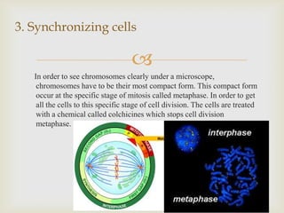 
In order to see chromosomes clearly under a microscope,
chromosomes have to be their most compact form. This compact form
occur at the specific stage of mitosis called metaphase. In order to get
all the cells to this specific stage of cell division. The cells are treated
with a chemical called colchicines which stops cell division
metaphase.
3. Synchronizing cells
 