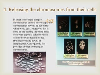 In order to see these compact
chromosomes under a microscope, the
chromosomes have to be out of the
white blood cells. Moreover, this is
done by the treating the white blood
cells with a special solution which
causes the swelling and lysing
(busting-breaking down) of
lymphocytes. Consequently this
provides a better sprending of
chromosomes.
4. Releasing the chromosomes from their cells
 