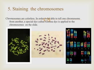 Chromosomes are colorless. In order to be able to tell one chromosome
from another, a special dye called Giemsa dye is applied to the
chromosomes on the slide.
5. Staining the chromosomes
 