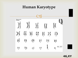 
Human Karyotype
46,XY
 