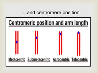 ...and centromere position.
 