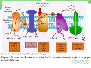 Fonte:http://www.bioinfopop.ufv.br/fip-602/home_html_m359a02d4.png 
Esquema de transporte de elétrons na mitocôndria e sítio de ação dos fungicidas do grupo 
das estrobilurinas. 
 