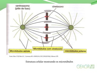 Fonte: Reis, E M, Reis A C, Carmona M A. MANUAL DE FUNGICIDAS, Editora UPF. 
Estrutura celular mostrando os microtúbulos 
 