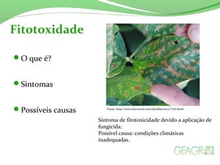 Fitotoxidade 
O que é? 
Sintomas 
Possíveis causas 
Fonte: http://www.focorural.com/detalhes/n/n/3249.html 
Sintoma de fitotoxicidade devido a aplicação de 
fungicida; 
Possível causa: condições climáticas 
inadequadas. 
 