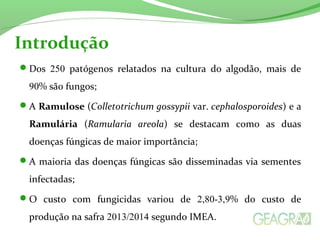 Introdução 
Dos 250 patógenos relatados na cultura do algodão, mais de 
90% são fungos; 
A Ramulose (Colletotrichum gossypii var. cephalosporoides) e a 
Ramulária (Ramularia areola) se destacam como as duas 
doenças fúngicas de maior importância; 
A maioria das doenças fúngicas são disseminadas via sementes 
infectadas; 
O custo com fungicidas variou de 2,80-3,9% do custo de 
produção na safra 2013/2014 segundo IMEA. 
 