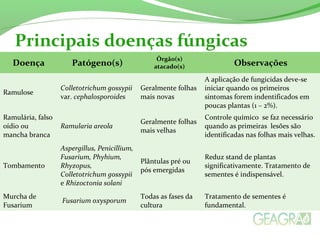 Principais doenças fúngicas 
Doença Patógeno(s) Órgão(s) 
atacado(s) Observações 
Ramulose Colletotrichum gossypii 
var. cephalosporoides 
Geralmente folhas 
mais novas 
A aplicação de fungicidas deve-se 
iniciar quando os primeiros 
sintomas forem indentificados em 
poucas plantas (1 – 2%). 
Ramulária, falso 
oídio ou 
mancha branca 
Ramularia areola Geralmente folhas 
mais velhas 
Controle químico se faz necessário 
quando as primeiras lesões são 
identificadas nas folhas mais velhas. 
Tombamento 
Aspergillus, Penicillium, 
Fusarium, Phyhium, 
Rhyzopus, 
Colletotrichum gossypii 
e Rhizoctonia solani 
Plântulas pré ou 
pós emergidas 
Reduz stand de plantas 
significativamente. Tratamento de 
sementes é indispensável. 
Murcha de 
Fusarium 
Fusarium oxysporum Todas as fases da 
cultura 
Tratamento de sementes é 
fundamental. 
 