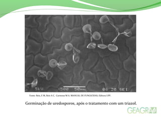 Fonte: Reis, E M, Reis A C, Carmona M A. MANUAL DE FUNGICIDAS, Editora UPF. 
Germinação de uredosporos, após o tratamento com um triazol. 
 