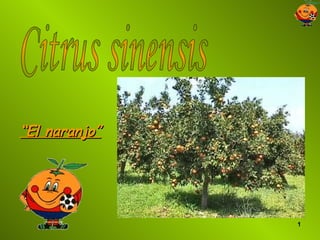 “ El naranjo” Citrus sinensis 