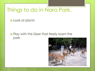 Things to do in Nara Park.
Look at plants
Play with the Deer that freely roam the
park