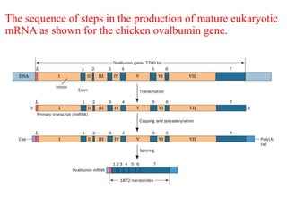 The sequence of steps in the production of mature eukaryotic 
mRNA as shown for the chicken ovalbumin gene. 
 