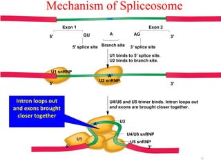 Mechanism of Spliceosome 
Exon 1 Exon 2 
AG 
5′ 3′ 
5′ splice site Branch site 3′ splice site 
U1 
GU A 
U1 binds to 5′ splice site. 
U2 binds to branch site. 
A 
5′ 3′ 
U4/U6 and U5 trimer binds. Intron loops out 
and exons are brought closer together. 
U1 snRNP 
U2 snRNP 
A 
U4/U6 snRNP 
U5 snRNP 
U2 
5′ 3′ 
Intron loops out 
and exons brought 
closer together 
13 
 
