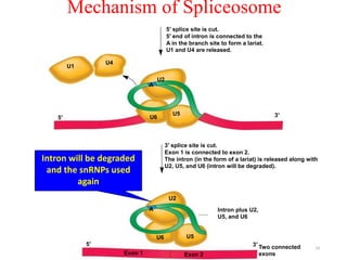 Mechanism of Spliceosome 
U1 
U4 
5′ splice site is cut. 
5′ end of intron is connected to the 
A in the branch site to form a lariat. 
U1 and U4 are released. 
A 
U5 
U2 
5′ 3′ 
3′ splice site is cut. 
Exon 1 is connected to exon 2. 
The intron (in the form of a lariat) is released along with 
U2, U5, and U6 (intron will be degraded). 
U6 
A 
U2 
U6 U5 
Intron plus U2, 
U5, and U6 
Intron will be degraded 
and the snRNPs used 
5′ 3′ 
Two connected 
Exon 1 Exon 2 exons 
again 
14 
 