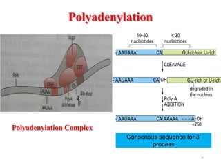 Polyadenylation 
16 
Polyadenylation Complex 
Consensus sequence for 3’ 
process 
 