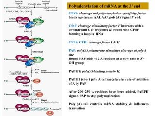 Polyadenylation of mRNA at the 3’ end 
CPSF: cleavage and polyadenylation specificity factor 
binds upstream AAUAAA poly(A) Signal 5’ end. 
CStF: cleavage stimulatory factor F interacts with a 
downstream GU- sequence & bound with CPSF 
forming a loop in RNA 
CFI & CFII: cleavage factor I & II. 
PAP: poly(A) polymerase stimulates cleavage at poly A 
site 
Bound PAP adds ≈12 A residues at a slow rate to 3’- 
OH group 
PABPII: poly(A)-binding protein II. 
PABPII (short poly A tail) accelerates rate of addition 
of A by PAP 
After 200–250 A residues have been added, PABPII 
signals PAP to stop polymerization 
Poly (A) tail controls mRNA stability & influences 
translation 
 