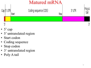 Matured mRNA 
• 5’ cap 
• 5’ untranslated region 
• Start codon 
• Coding sequence 
• Stop codon 
• 3‘ untranslated region 
• Poly A tail 
18 
 