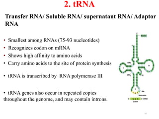 2. tRNA 
Transfer RNA/ Soluble RNA/ supernatant RNA/ Adaptor 
RNA 
• Smallest among RNAs (75-93 nucleotides) 
• Recognizes codon on mRNA 
• Shows high affinity to amino acids 
• Carry amino acids to the site of protein synthesis 
• tRNA is transcribed by RNA polymerase III 
• tRNA genes also occur in repeated copies 
throughout the genome, and may contain introns. 
19 
 