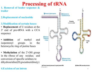 Processing of tRNA 
1. Removal of leader sequence & 
trailer 
2.Replacement of nucleotide 
3.Modification of certain bases: 
• Replacement of U residues at the 
3′ end of pre-tRNA with a CCA 
sequence 
• Addition of methyl and 
isopentenyl groups to the 
heterocyclic ring of purine bases 
• Methylation of the 2′-OH group 
in the ribose of any residue; and 
conversion of specific uridines to 
dihydrouridine(D),pseudouridine(y) 
4.Excision of an intron 
20 
 