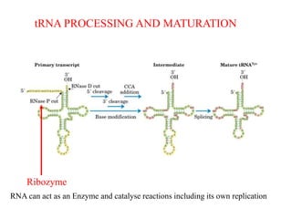 tRNA PROCESSING AND MATURATION 
Ribozyme 
RNA can act as an Enzyme and catalyse reactions including its own replication 
 
