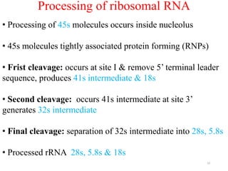23 
Processing of ribosomal RNA 
• Processing of 45s molecules occurs inside nucleolus 
• 45s molecules tightly associated protein forming (RNPs) 
• Frist cleavage: occurs at site I & remove 5’ terminal leader 
sequence, produces 41s intermediate & 18s 
• Second cleavage: occurs 41s intermediate at site 3’ 
generates 32s intermediate 
• Final cleavage: separation of 32s intermediate into 28s, 5.8s 
• Processed rRNA 28s, 5.8s & 18s 
 