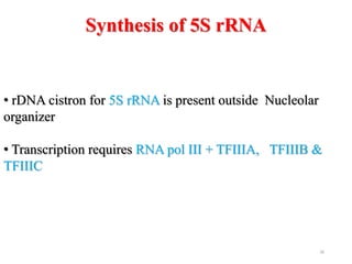 26 
Synthesis of 5S rRNA 
• rDNA cistron for 5S rRNA is present outside Nucleolar 
organizer 
• Transcription requires RNA pol III + TFIIIA, TFIIIB & 
TFIIIC 
 