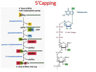 5’Capping 
6 
Pri-mRNA 
Guanyltransferase 
O-methyl transferase 
 