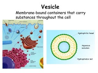 Vesicle
Membrane-bound containers that carry
substances throughout the cell
 