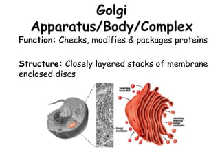 Golgi
Apparatus/Body/Complex
Structure: Closely layered stacks of membrane
enclosed discs
Function: Checks, modifies & packages proteins
 