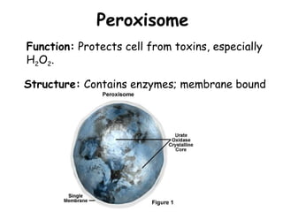Peroxisome
Structure: Contains enzymes; membrane bound
Function: Protects cell from toxins, especially
H2O2.
 