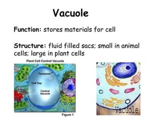 Vacuole
Structure: fluid filled sacs; small in animal
cells; large in plant cells
Function: stores materials for cell
 