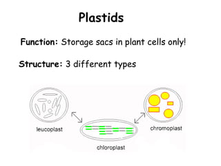 Plastids
Structure: 3 different types
Function: Storage sacs in plant cells only!
 