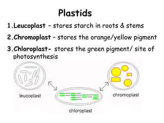 Plastids
1.Leucoplast – stores starch in roots & stems
2.Chromoplast – stores the orange/yellow pigment
3.Chloroplast- stores the green pigment/ site of
photosynthesis
 