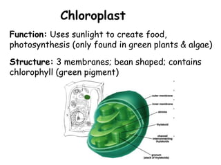Chloroplast
Structure: 3 membranes; bean shaped; contains
chlorophyll (green pigment)
Function: Uses sunlight to create food,
photosynthesis (only found in green plants & algae)
 