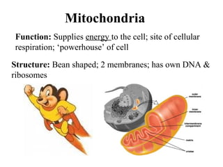 Mitochondria
Structure: Bean shaped; 2 membranes; has own DNA &
ribosomes
Function: Supplies energy to the cell; site of cellular
respiration; ‘powerhouse’ of cell
 