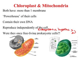 Chloroplast & Mitochondria
Both have: more than 1 membrane
‘Powerhouse’ of their cells
Contain their own DNA
Reproduce independently of the cell
Were they once free-living prokaryotic cells?!
 