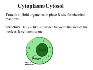 Cytoplasm/Cytosol
Structure: Jelly – like substance between the area of the
nucleus & cell membrane
Function: Hold organelles in place & site for chemical
reactions
 