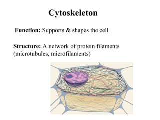Cytoskeleton
Structure: A network of protein filaments
(microtubules, microfilaments)
Function: Supports & shapes the cell
 
