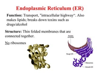 Endoplasmic Reticulum (ER)
Structure: Thin folded membranes that are
connected together.
No ribosomes
Function: Transport, "intracellular highway“. Also
makes lipids; breaks down toxins such as
drugs/alcohol
 