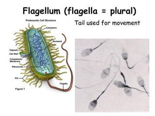 Flagellum (flagella = plural)
Tail used for movement
 
