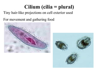 Cilium (cilia = plural)
Tiny hair-like projections on cell exterior used
For movement and gathering food
 