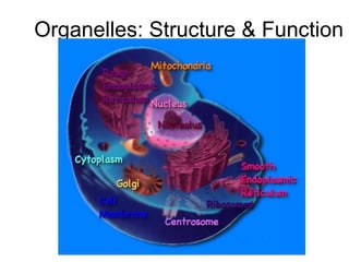 Organelles: Structure & Function
 